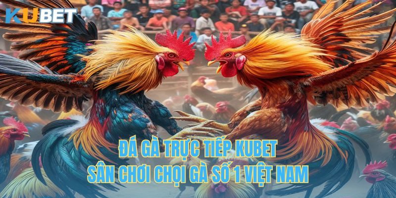 Đá Gà Trực Tiếp KUBET - Sân Chơi Chọi Gà Số 1 Việt Nam